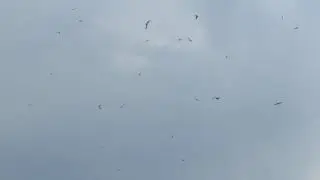Большая стая чаек