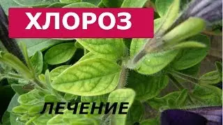 Хлороз. Спасение петуний от хлороза