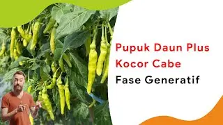 To Improve the Quality of Fruit in the Generative Phase, Apply Foliar Fertilizer and Kocor Hajar ...