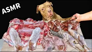 Best Dog ASMR Mukbang PITBULL EATING RAW FOODS