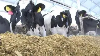 Мамадышские коровы носят электронные датчики