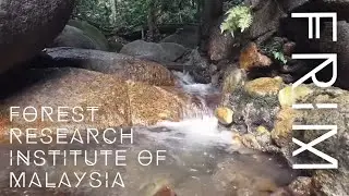 Forest Research Institute of Malaysia (FRIM) - January 2020