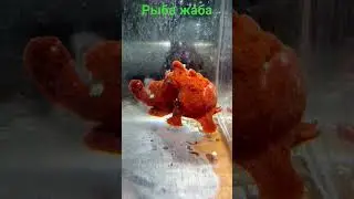 Рыба жаба в "Калипсо Аква"