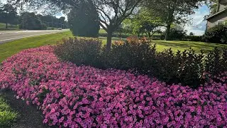 Update: Petunias planted in our landscape 🌸