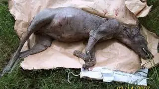 Chupacabras Caught on Tape