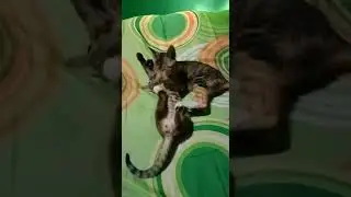 my cat is wrestling