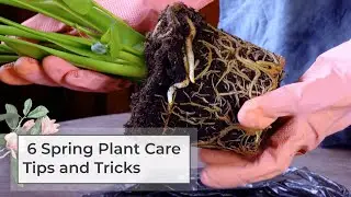 6 Spring Plant Care Tips and Tricks