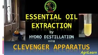 Essential oil extraction | Clevenger Apparatus | Hydro distillation | Ginger oil content |Experiment