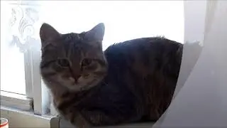 Кот Марсик спит на стиральной машине!