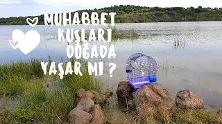 MUHABBET KUŞLARI DOĞADA YAŞAR MI ? BIRAKIRSAK NE OLUR !