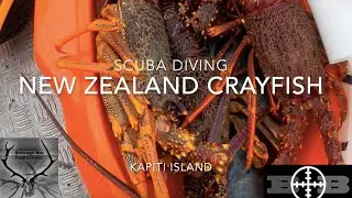 SCUBA DIVING-NEW ZEALAND CRAYFISH KAPITI ISLAND
