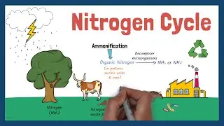 The Complete Nitrogen Cycle Explained | Microbiology