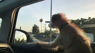 Black Hole Sun Dog