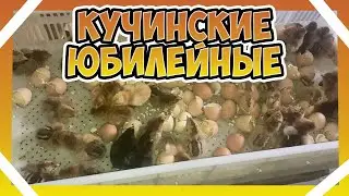 Вывод цыплят несушек в инкубаторе СТИМУЛ