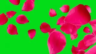 New rose 🌹 green screen video 2020||rose background green screen