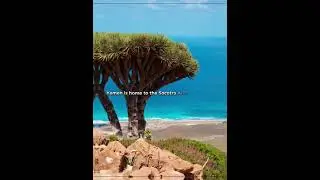 Dragons Blood Tree Yemen #shorts