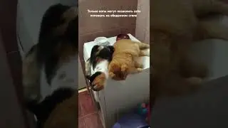 Cats on the dining table