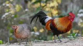 Yabani horoz ve tavuk. Wild hen and rooster