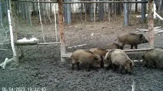Кабаны на кормушке 🐗🐷🐖🐖🐖