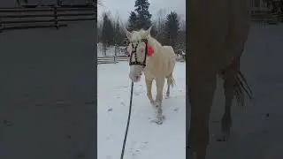 Молода торійка 2.5 роки.Яремче