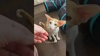 Two cats wait for food in very different ways😺🍽 *loud*🔊 