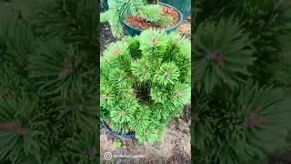 Сосна Шантри Блю ,(Pinus sylvestris Chantry Blue)продажа в группе телеграмм 