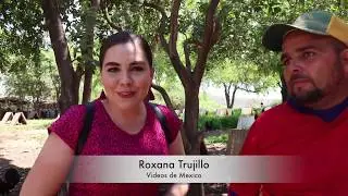 El Quelite Sin.La Gallera