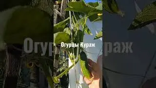 отличный сорт☝️Выбираем огурцы правильно.