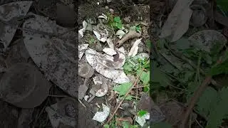 Старинный фарфор Кузнецов шурф на старой финской помойке 