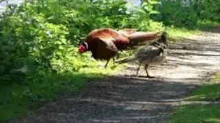Nature: Two pheasants on our way
