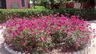 Rose Flowers in Govt Elementary School Zalla Mianwali Markaz Watta Khel