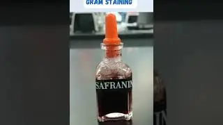 Gram staining procedure | gram staining of bacteria 