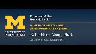 Skeletal Muscle: Muscles of the Neck & Back