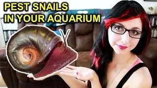 Get Rid Of Pest Snails In Your Aquarium | Snails In Your Fish Tank