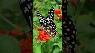 Butterflies: Living decorations of nature 😉 