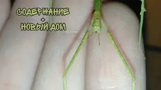 Новый дом для палочников ! Содержание и уход за анамскими палочниками