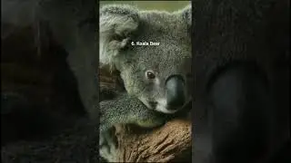 Top 10 Slowest Animals In The World