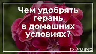 Чем удобрять герань в домашних условиях? | toNature.Info