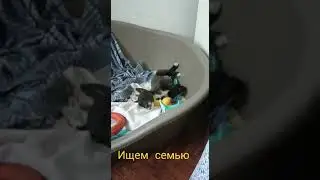 Ищем семью милой девочке Асе, СПб