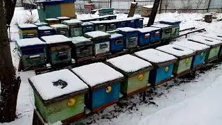 Цена пчелопакета 2022