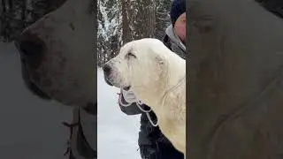 Алабай питомник #таежныйталисман #щенкиалабая #алабай #сао #алабаи