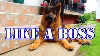 Dog`s Life - German Shepherd