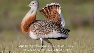 Голоса птиц. Часть 1.