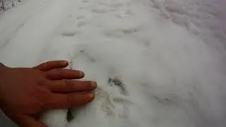 Чьи следы? Кто знает?