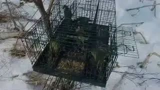 Видео друзей
