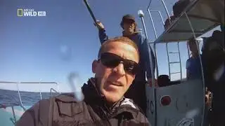 Убийственные кадры. В объективе белая акула