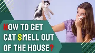 How to Get Cat Smell Out of the House?