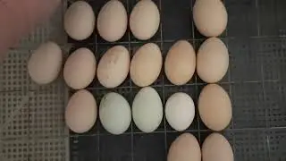 Hatching chickens in a Nesushka incubator for 104 eggs