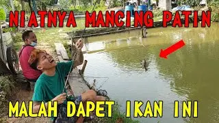 Ikan Apaan Ini??!!