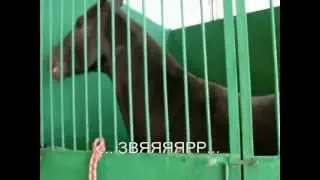 Звяр от коня))))